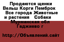 Продаются щенки Вельш Корги Пемброк  - Все города Животные и растения » Собаки   . Мурманская обл.,Гаджиево г.